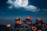 Night sky with a Full Moon behind flowering plants. Full Moon behind blooming flowers.